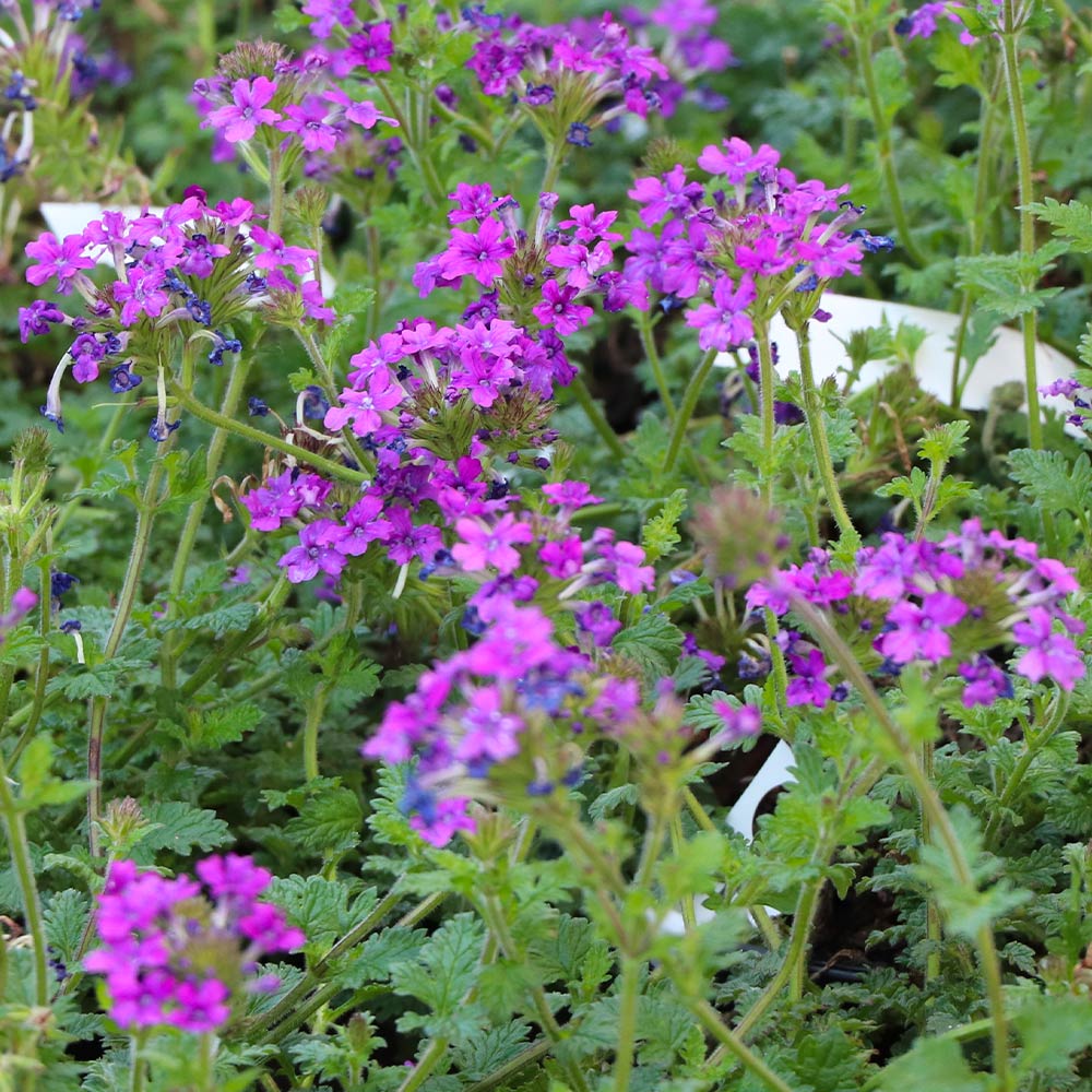 Verbena Purple Homestead Plant 3 Verbena Purple Homestead Plant