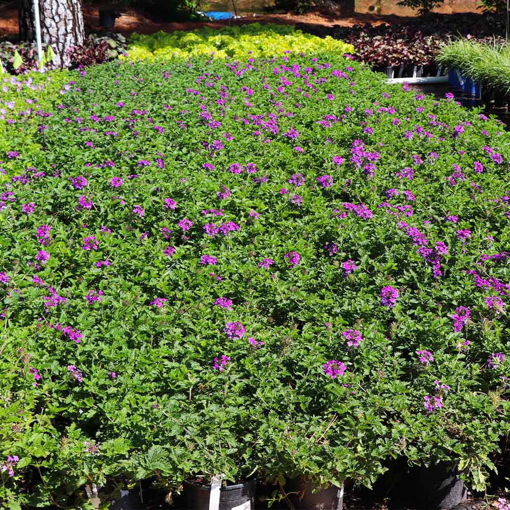 Verbena Purple Homestead Plant 4 Verbena Purple Homestead Plant