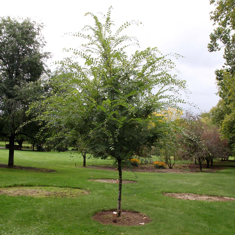 Emerald Flair Elm Tree 2 Emerald Flair Elm Tree