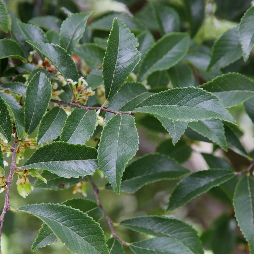 Emerald Flair Elm Tree 3 Emerald Flair Elm Tree