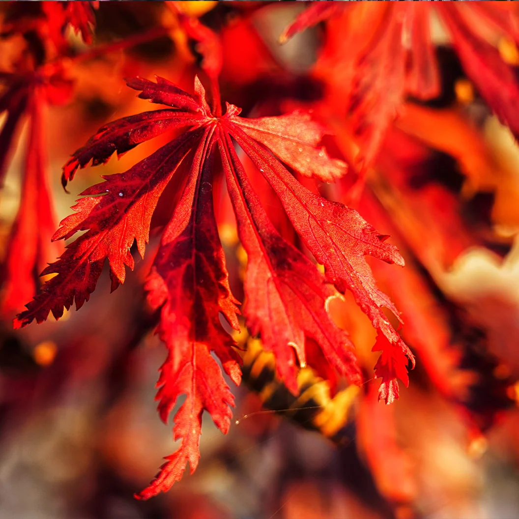 Orangeola Weeping Japanese Maple Tree 1 Orangeola Weeping Japanese Maple Tree