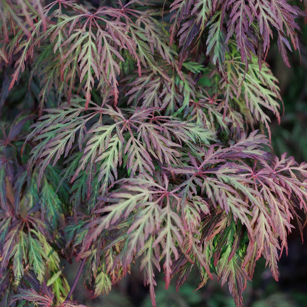 Orangeola Weeping Japanese Maple Tree 3 Orangeola Weeping Japanese Maple Tree