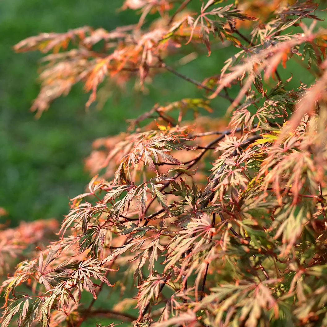 Orangeola Weeping Japanese Maple Tree 4 Orangeola Weeping Japanese Maple Tree