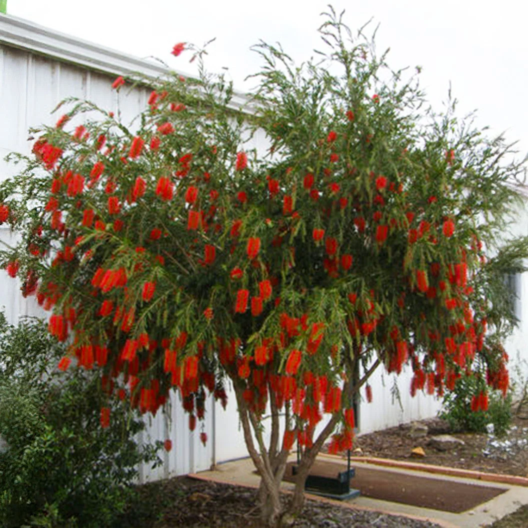 Hannah Ray Bottlebrush Shrub