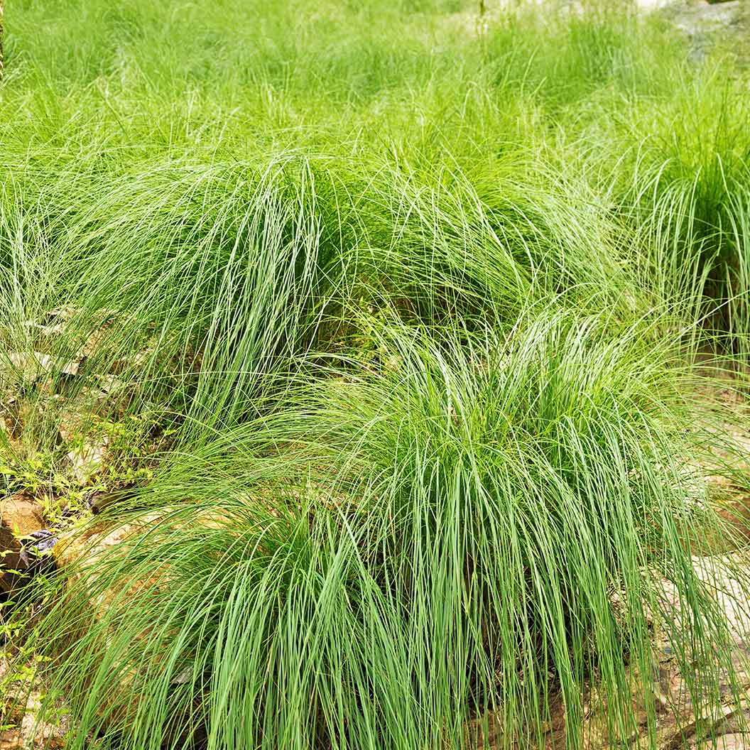 Pennsylvania Sedge Plant 1 Pennsylvania Sedge Plant