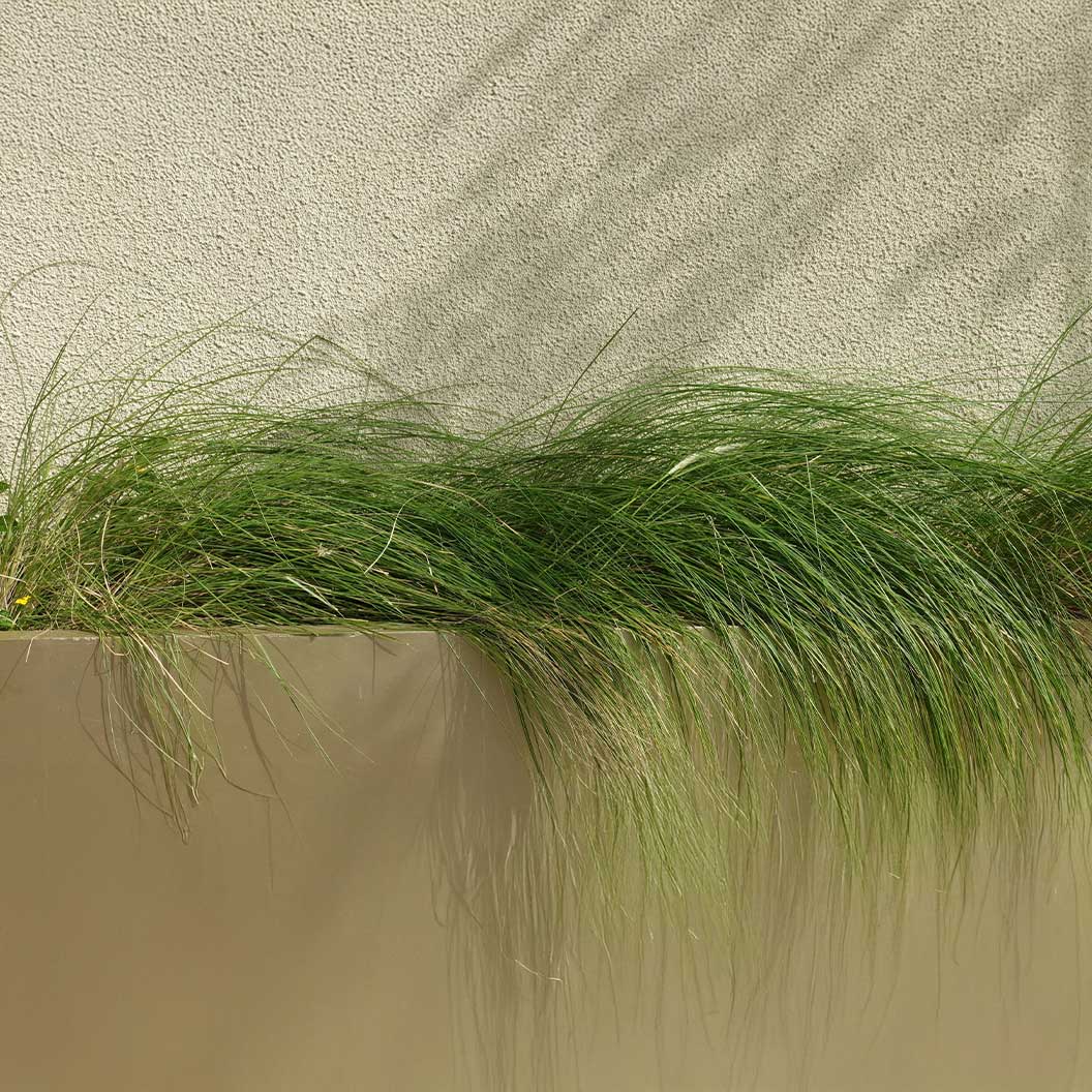 Pennsylvania Sedge Plant 3 Pennsylvania Sedge Plant