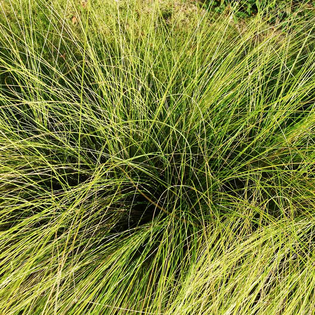 Pennsylvania Sedge Plant 4 Pennsylvania Sedge Plant