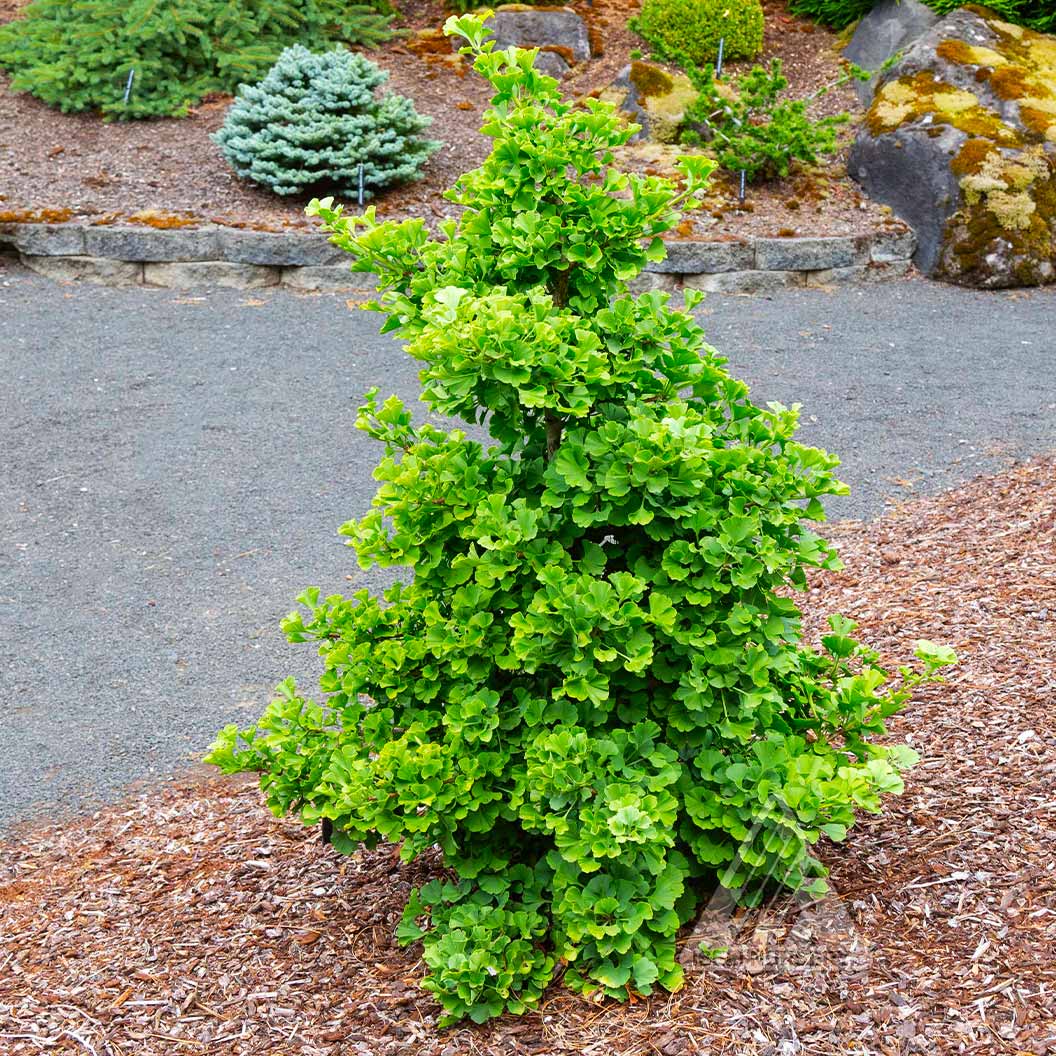 Everton Broom Ginkgo Tree 1 Everton Broom Ginkgo Tree