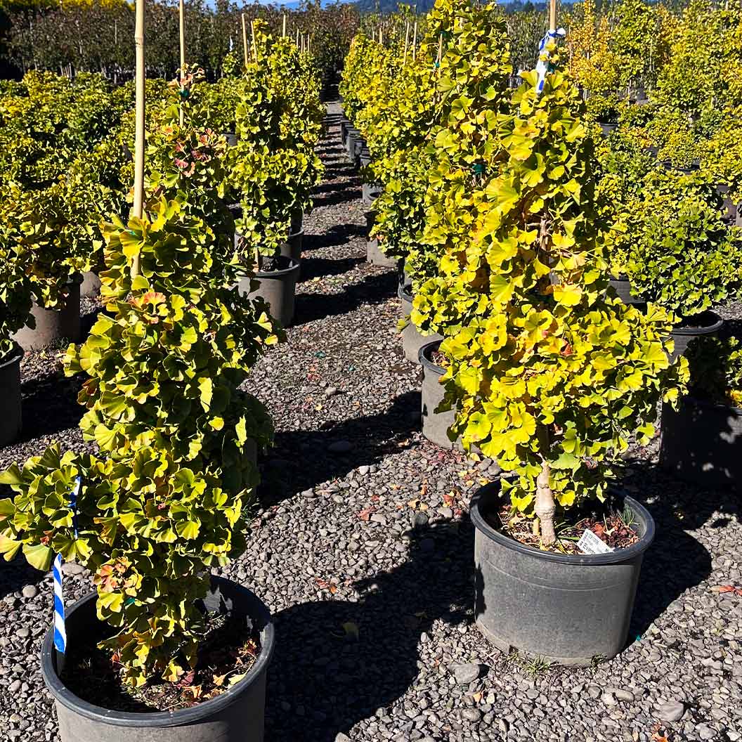 Everton Broom Ginkgo Tree 3 Everton Broom Ginkgo Tree