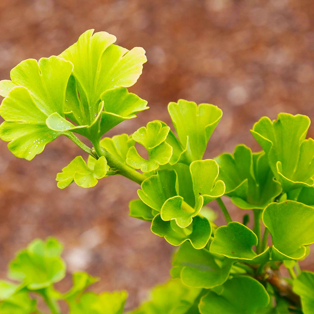 Everton Broom Ginkgo Tree 4 Everton Broom Ginkgo Tree