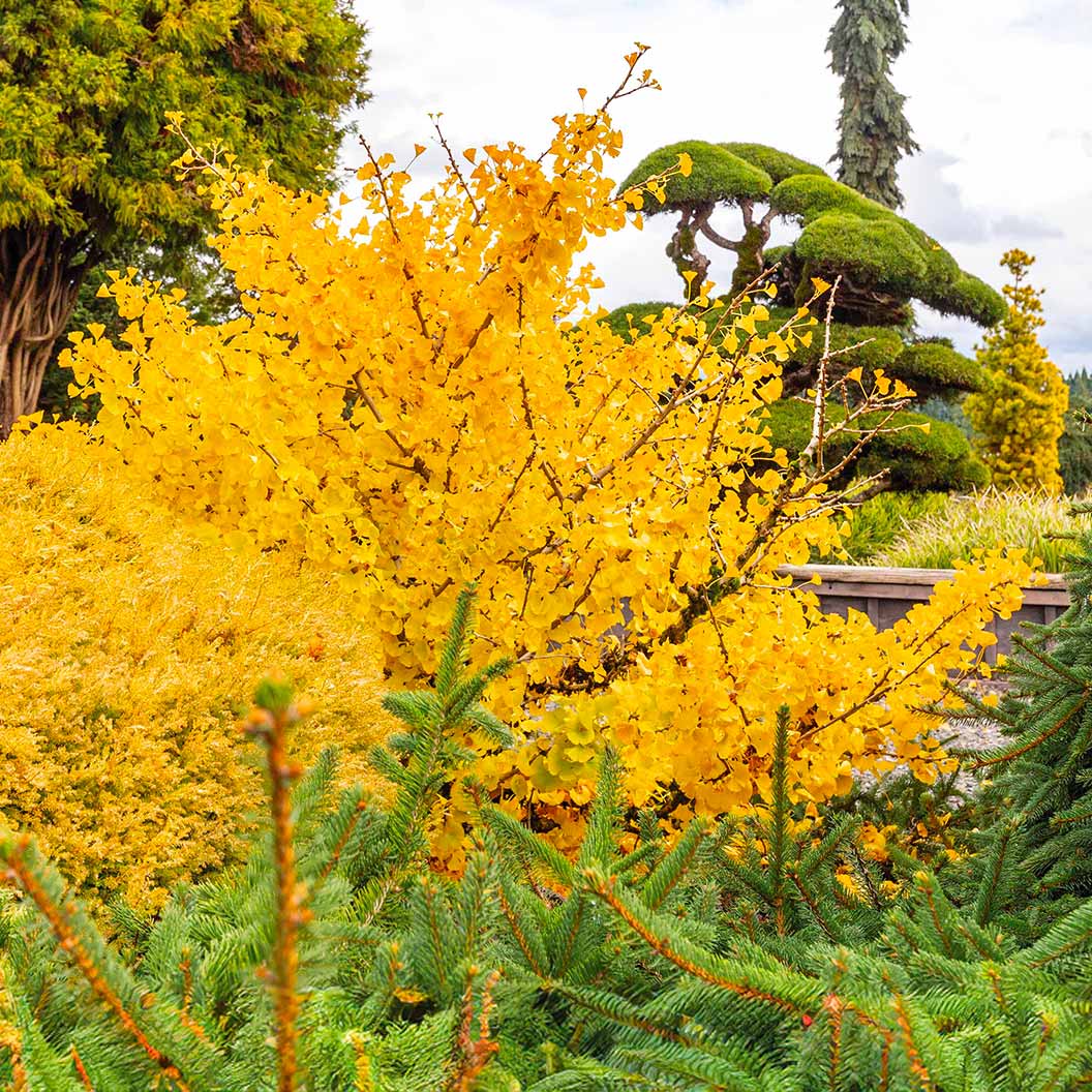 Mariken Maidenhair Tree 2 Mariken Maidenhair Tree