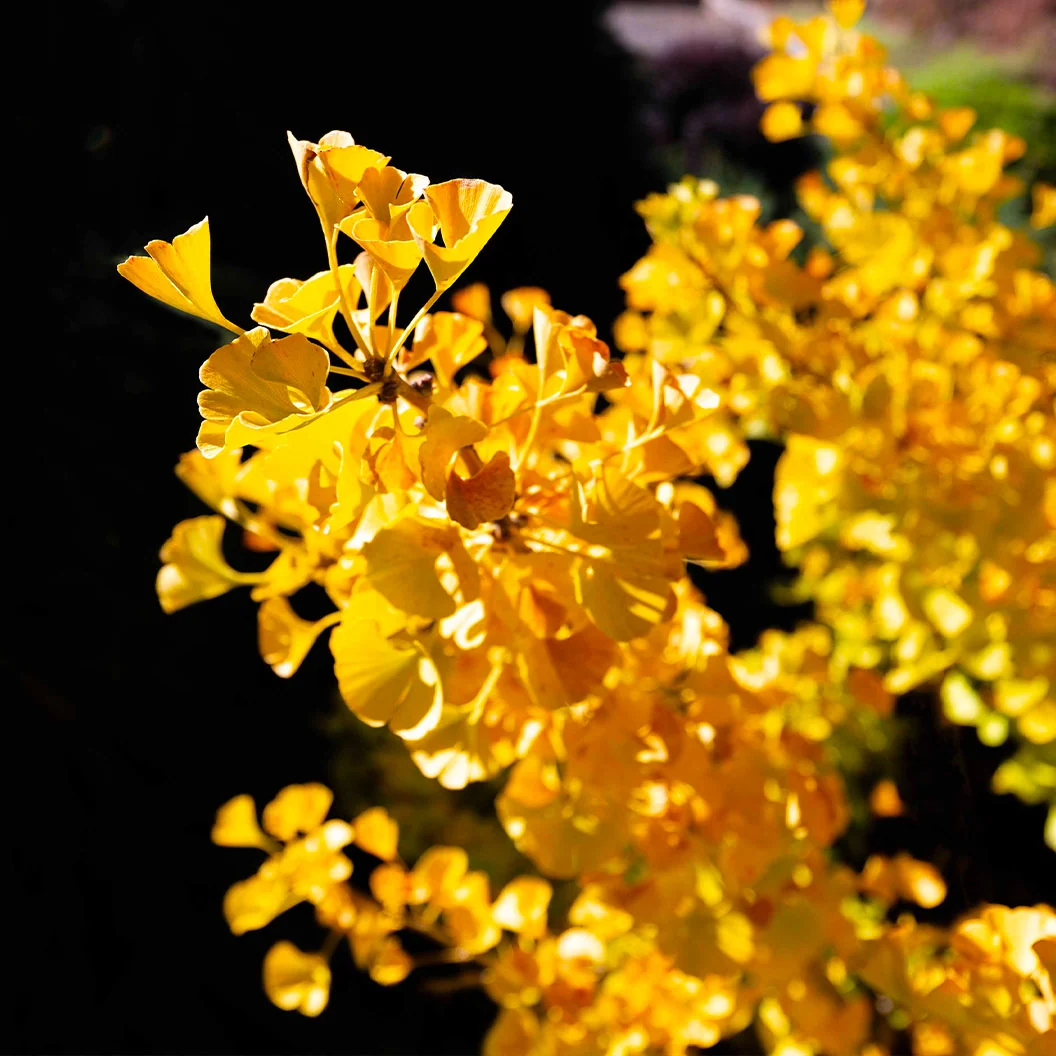 Mariken Maidenhair Tree 3 Mariken Maidenhair Tree