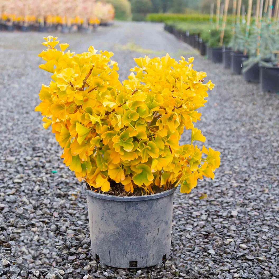 Mariken Maidenhair Tree 4 Mariken Maidenhair Tree
