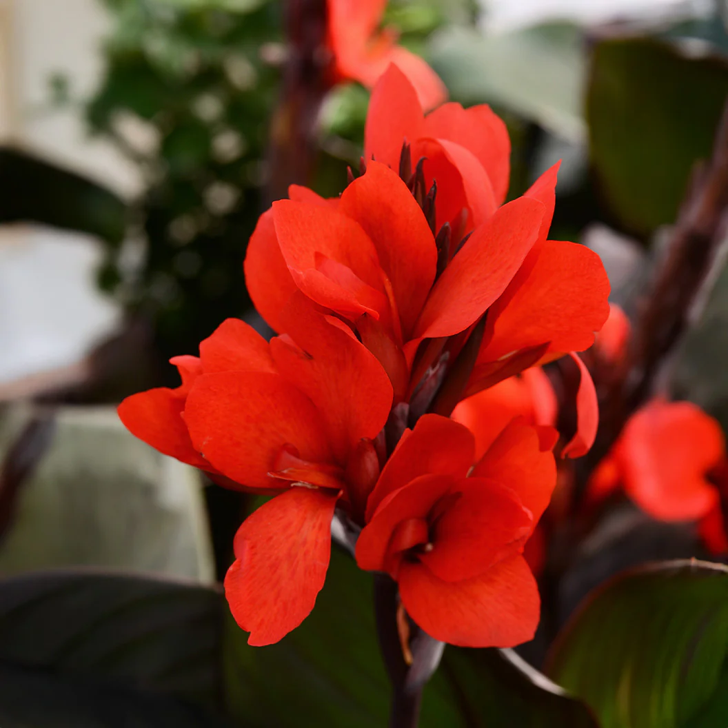Canna Cannova® ‘Bronze Scarlet’ Lily Plant 2 Canna Cannova® ‘Bronze Scarlet’ Lily Plant