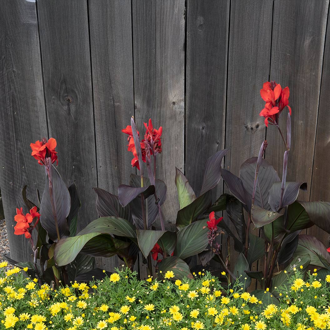 Canna Cannova® ‘Bronze Scarlet’ Lily Plant 3 Canna Cannova® ‘Bronze Scarlet’ Lily Plant