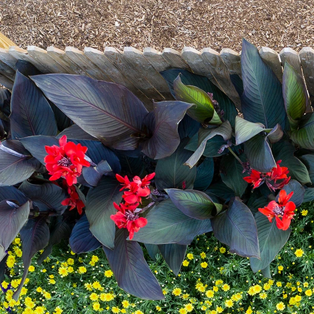 Canna Cannova® ‘Bronze Scarlet’ Lily Plant 4 Canna Cannova® ‘Bronze Scarlet’ Lily Plant