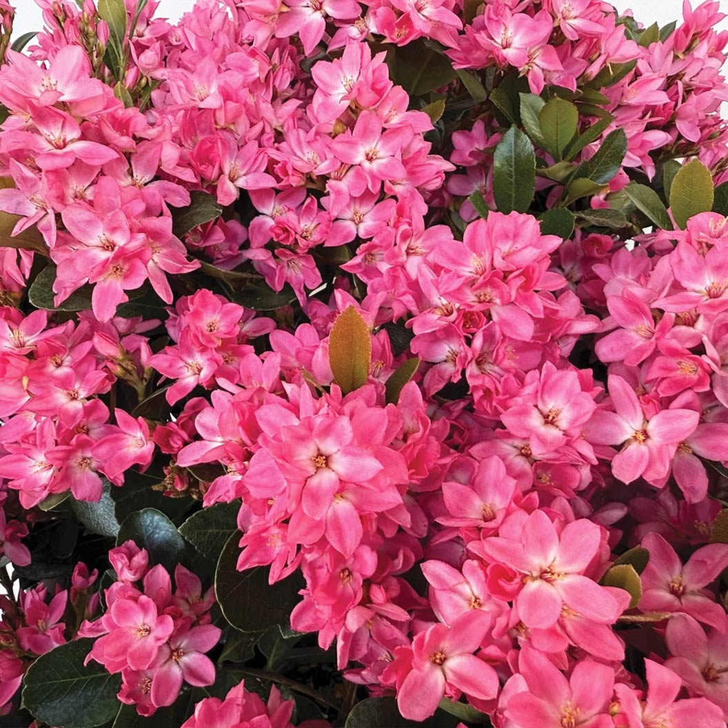 Pink Pearl™ Improved Indian Hawthorne Shrub 1 Pink Pearl™ Improved Indian Hawthorne Shrub