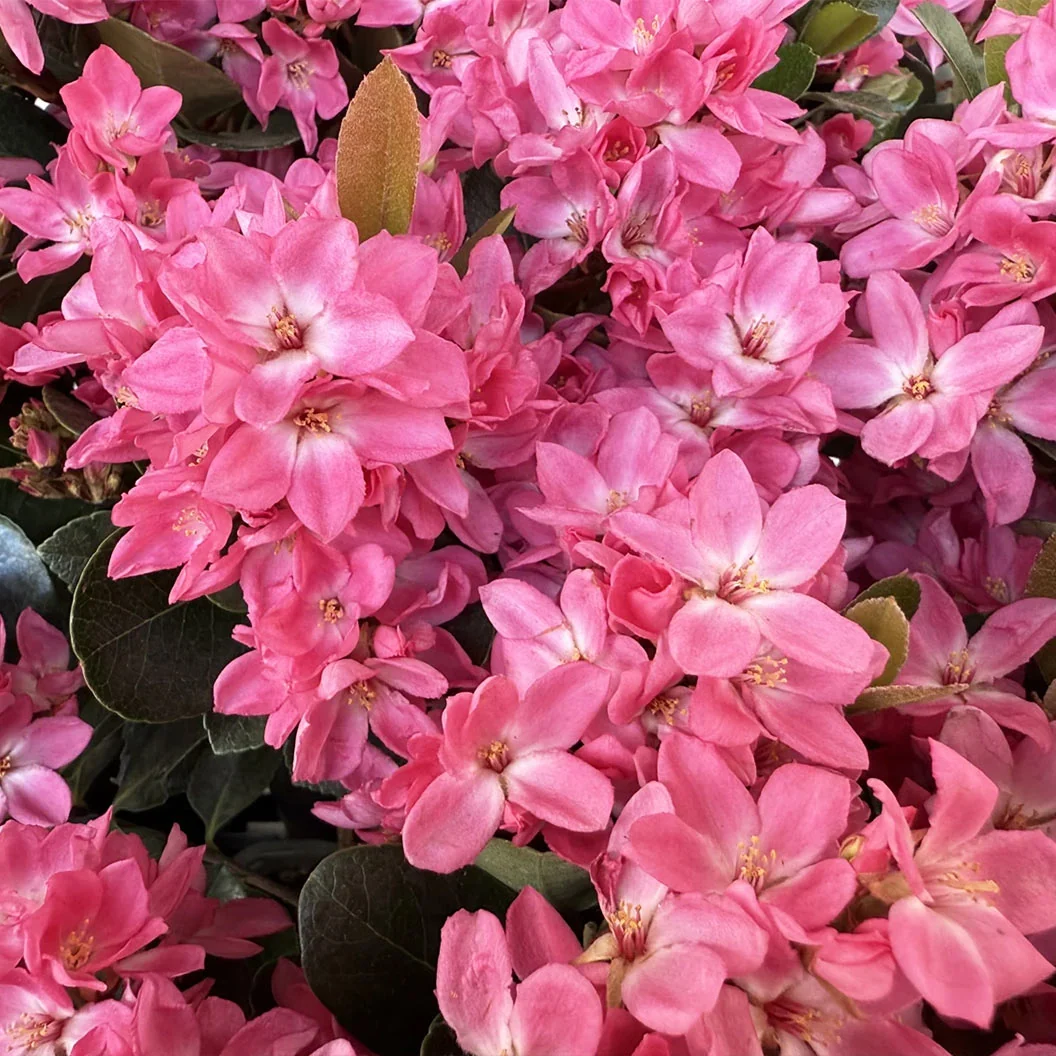 Pink Pearl™ Improved Indian Hawthorne Shrub 2 Pink Pearl™ Improved Indian Hawthorne Shrub
