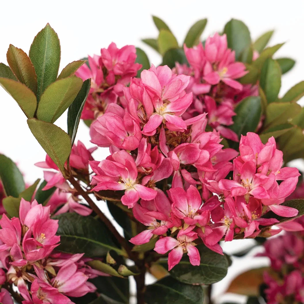 Pink Pearl™ Improved Indian Hawthorne Shrub 3 Pink Pearl™ Improved Indian Hawthorne Shrub