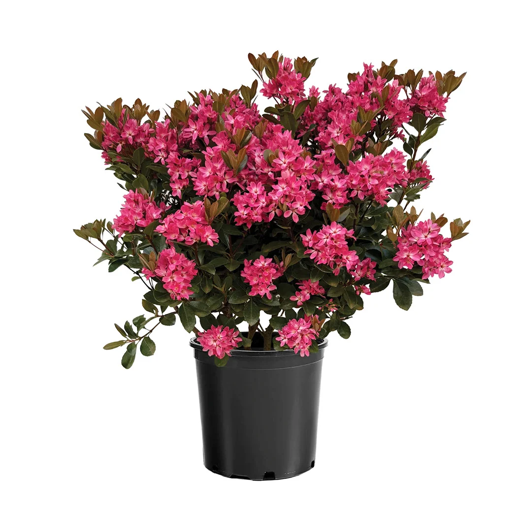 Pink Pearl™ Improved Indian Hawthorne Shrub 4 Pink Pearl™ Improved Indian Hawthorne Shrub