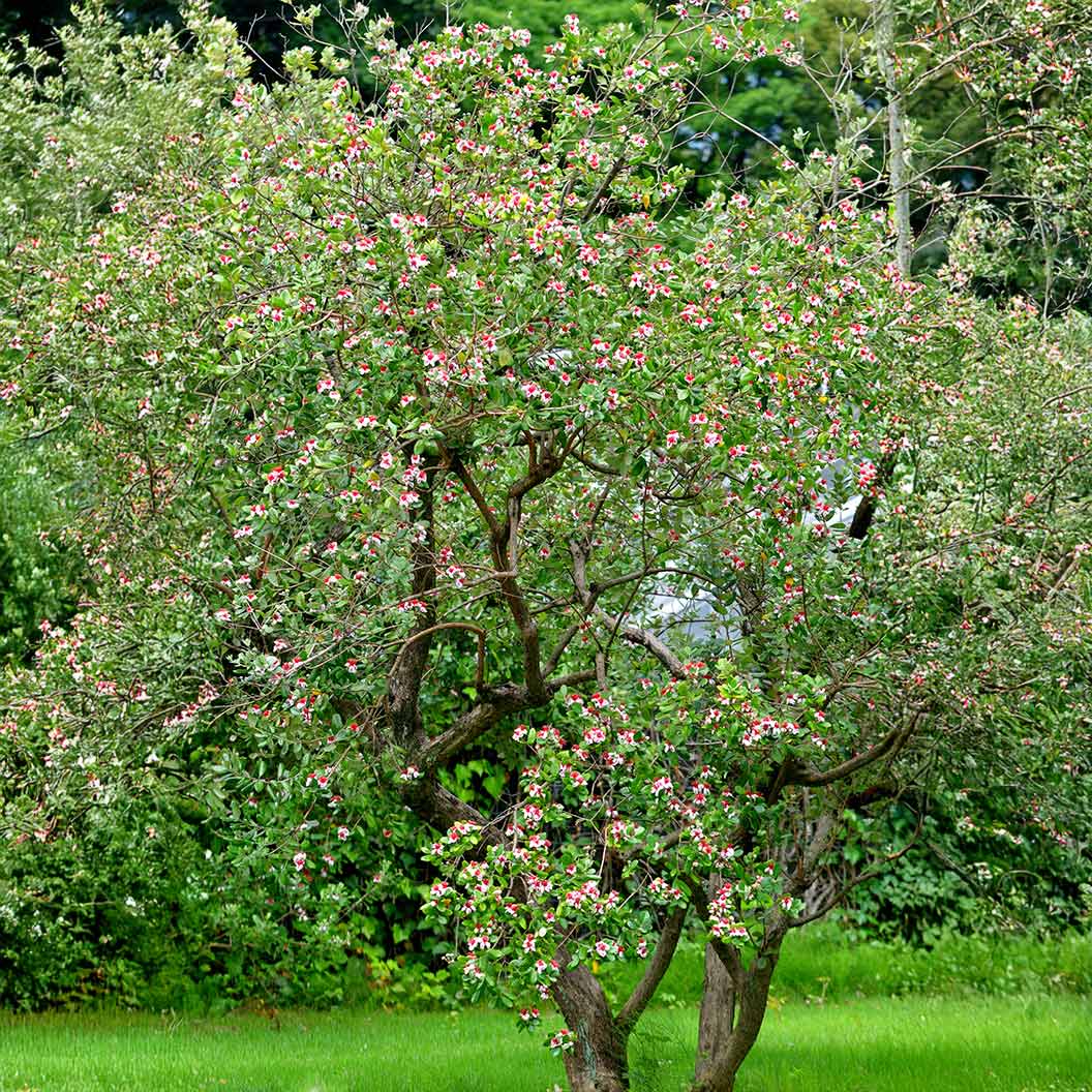Pineapple Guava Coolidge Tree