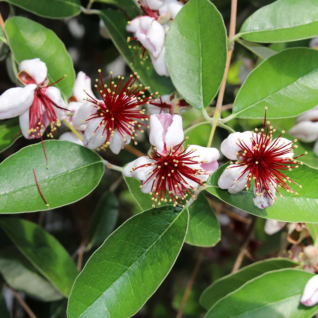 Pineapple Guava Coolidge Tree 3 Pineapple Guava Coolidge Tree