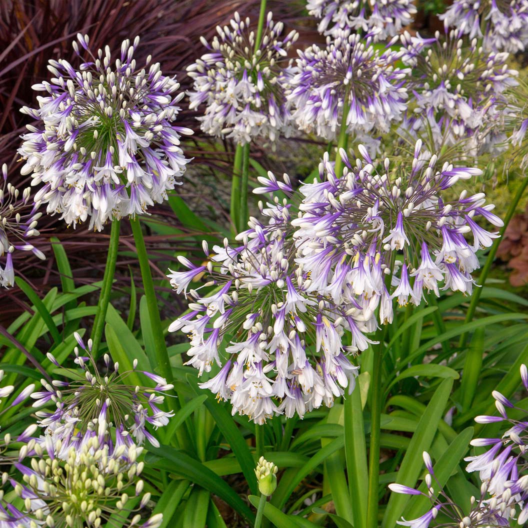 Ever Twilight™ Agapanthus Plant 2 Ever Twilight™ Agapanthus Plant