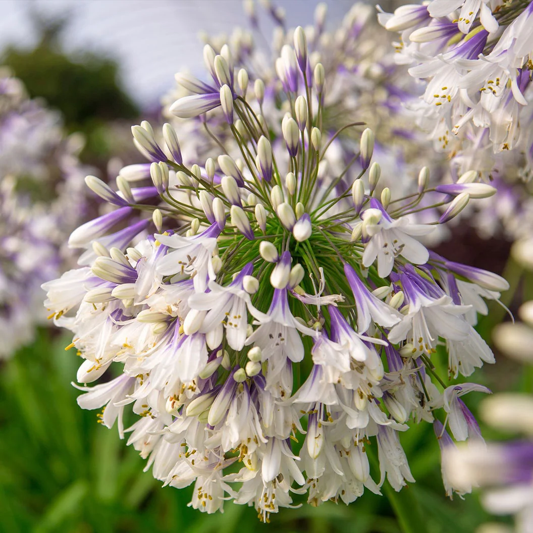 Ever Twilight™ Agapanthus Plant 3 Ever Twilight™ Agapanthus Plant