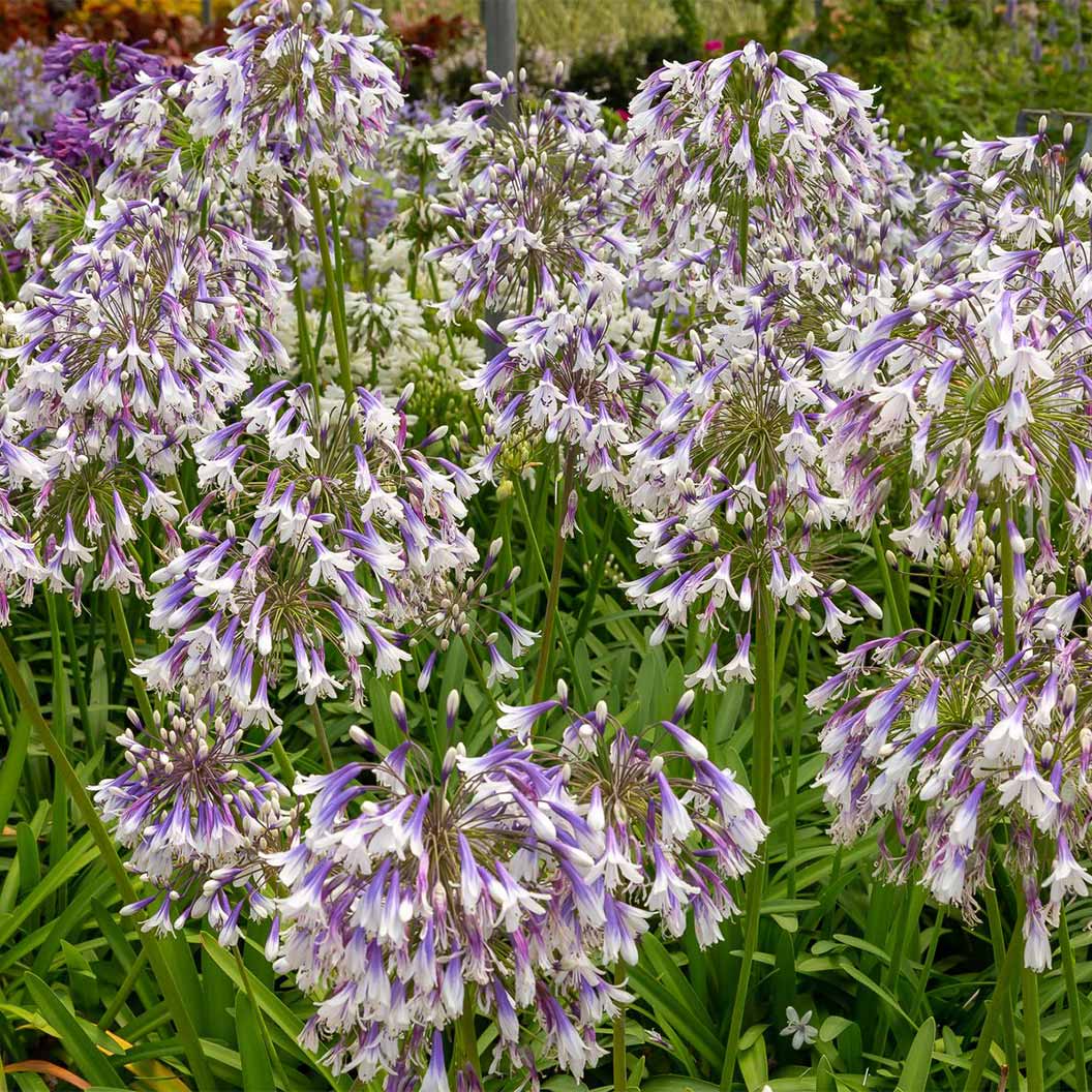 Ever Twilight™ Agapanthus Plant 4 Ever Twilight™ Agapanthus Plant