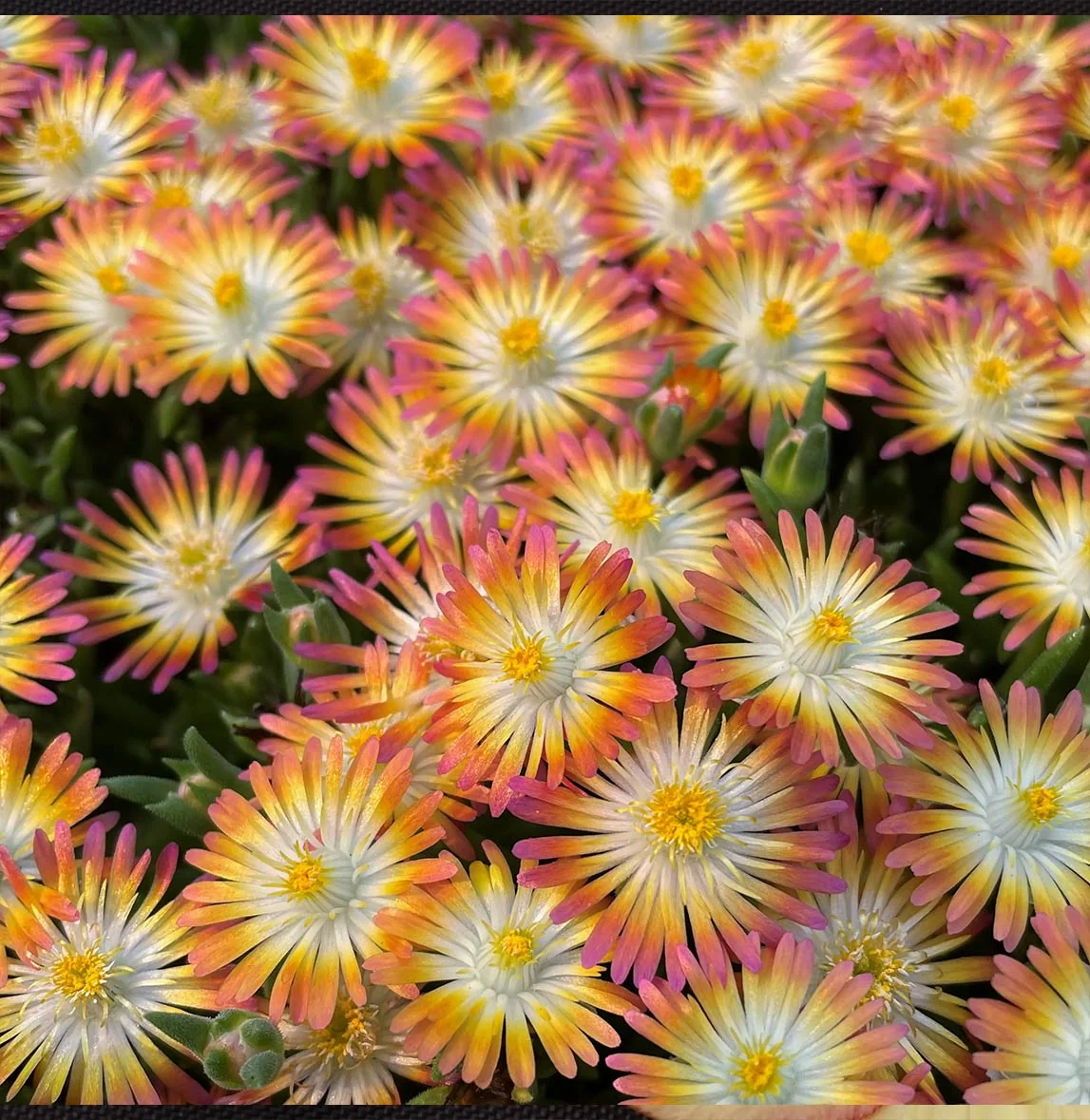 Jewel of Desert Ruby Ice Plant 2 Jewel of Desert Ruby Ice Plant