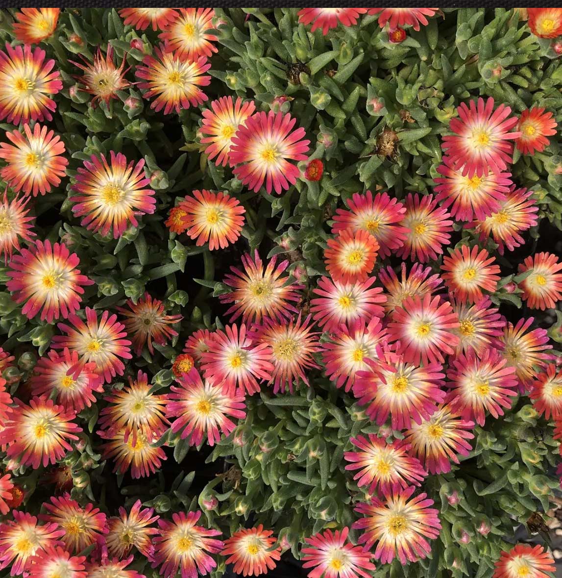 Jewel of Desert Ruby Ice Plant 3 Jewel of Desert Ruby Ice Plant