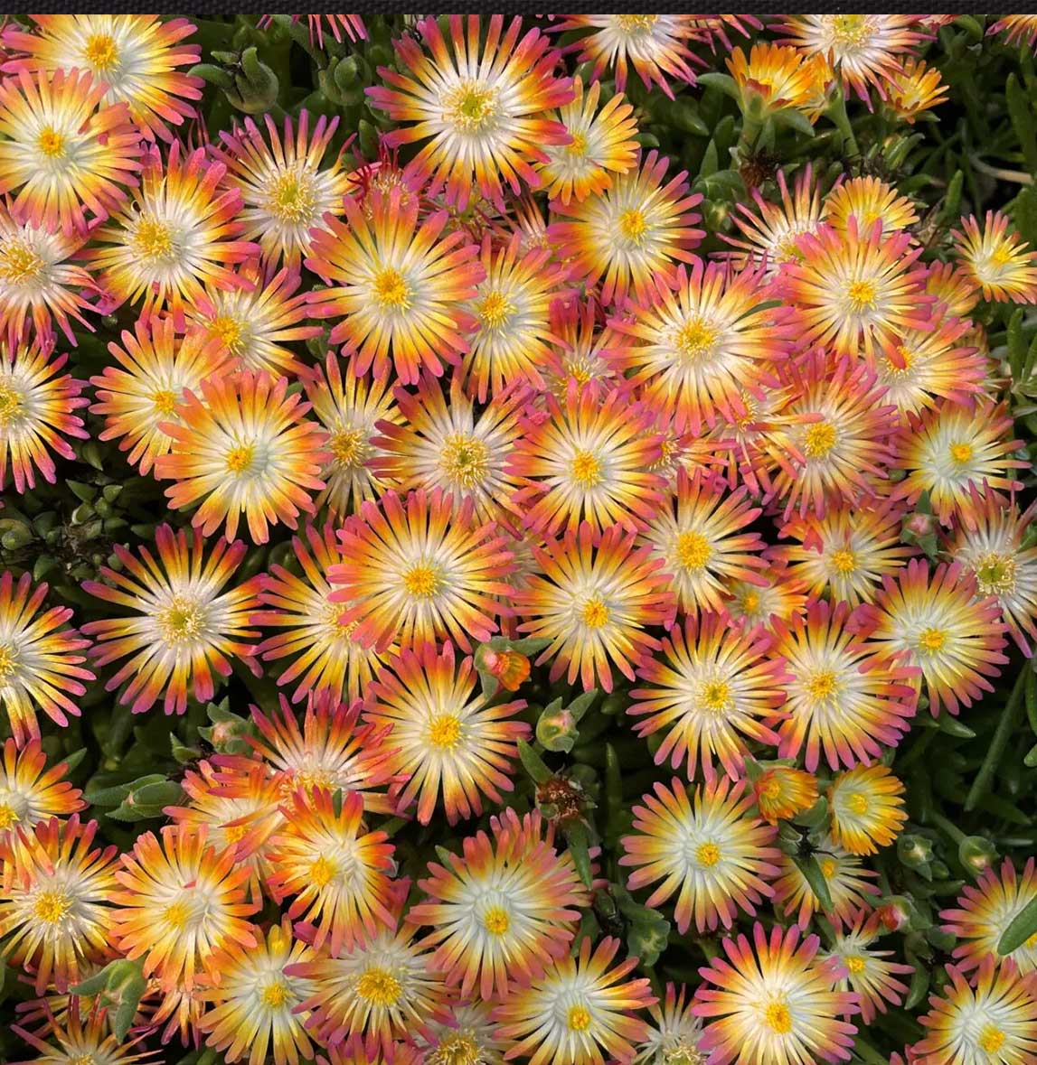 Jewel of Desert Ruby Ice Plant 4 Jewel of Desert Ruby Ice Plant