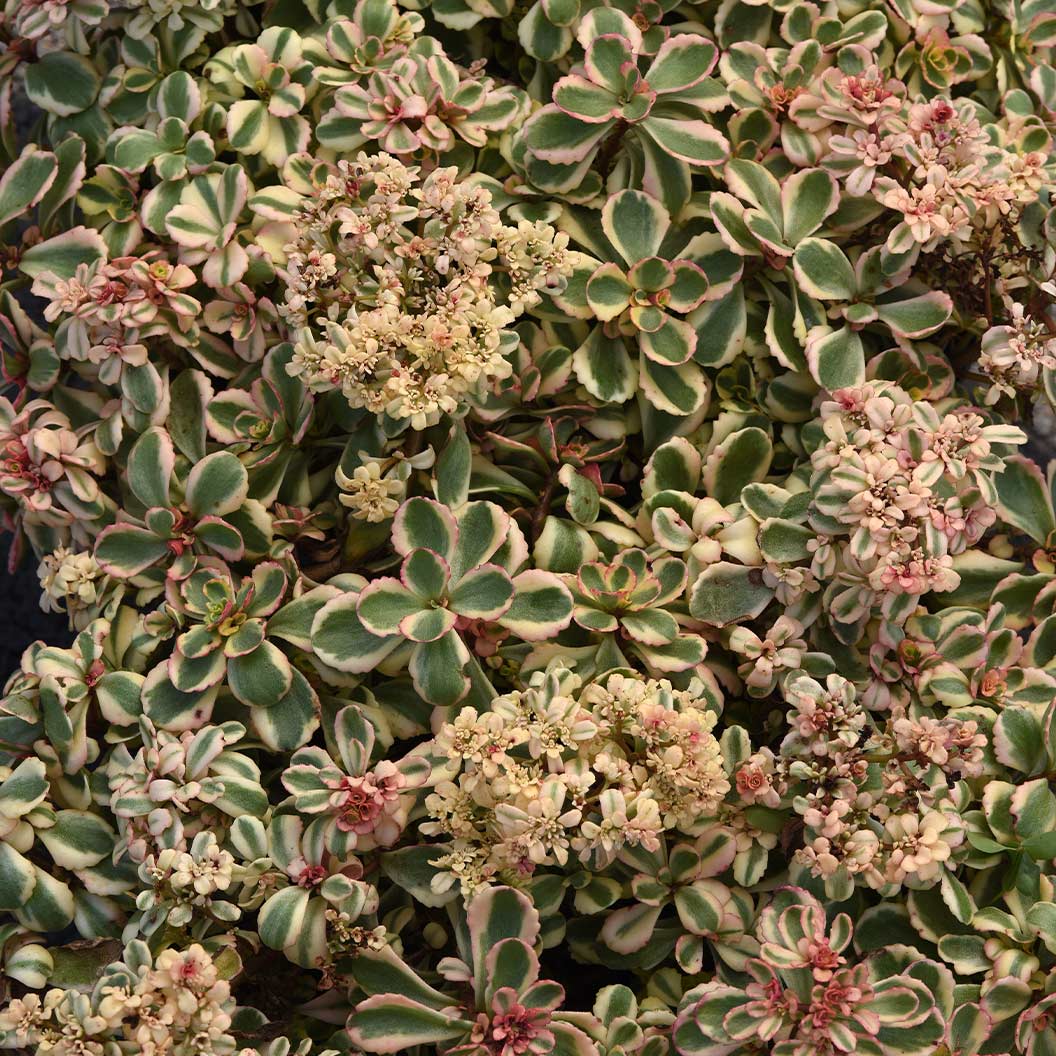 What a Doozie Sedum Plant 2 What a Doozie Sedum Plant