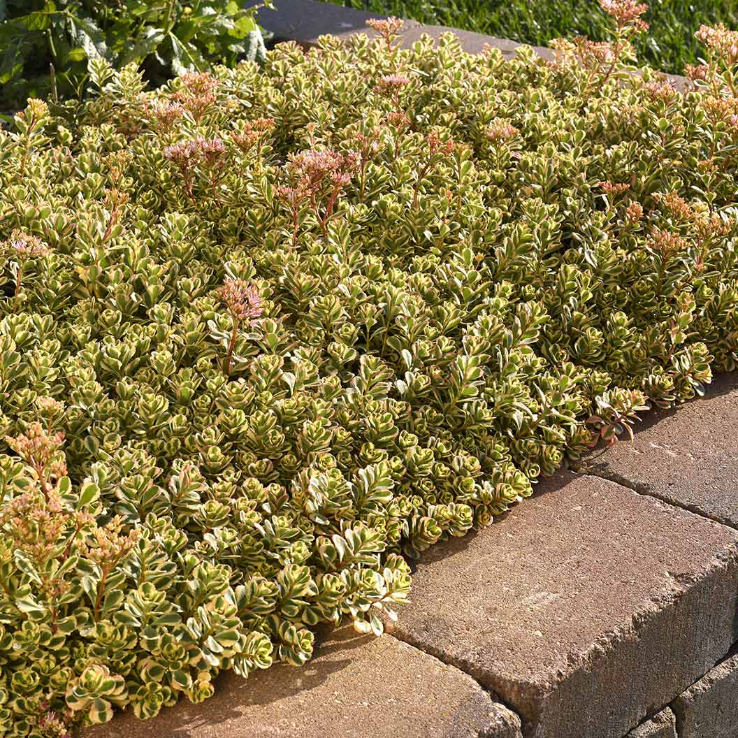 What a Doozie Sedum Plant 3 What a Doozie Sedum Plant