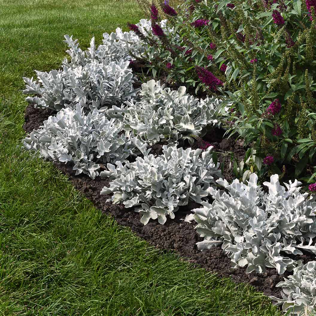 Silver Swirl Dusty Miller Plant 2 Silver Swirl Dusty Miller Plant