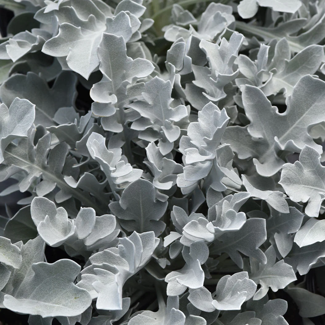 Silver Swirl Dusty Miller Plant 3 Silver Swirl Dusty Miller Plant