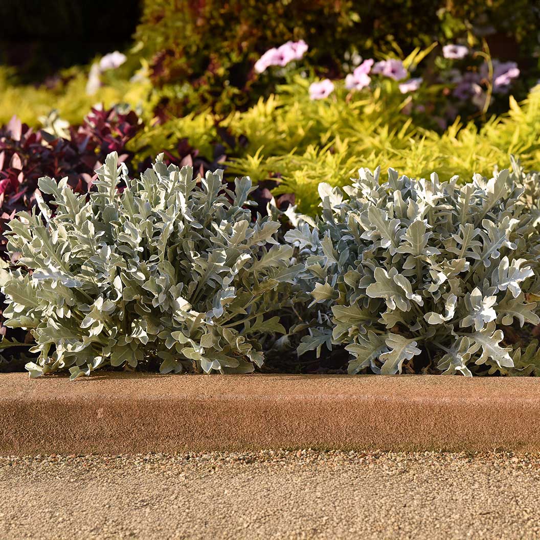 Silver Swirl Dusty Miller Plant 4 Silver Swirl Dusty Miller Plant