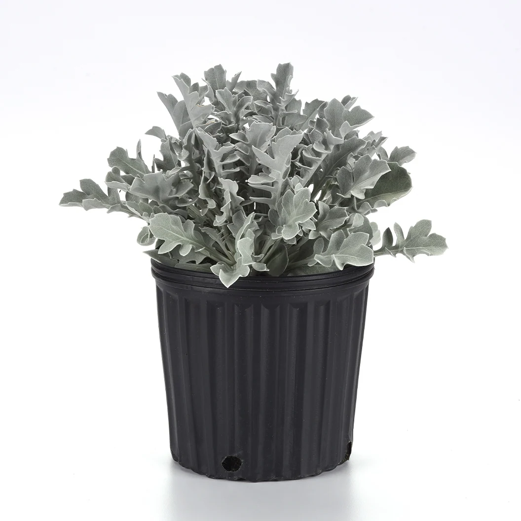 Silver Swirl Dusty Miller Plant 5 Silver Swirl Dusty Miller Plant
