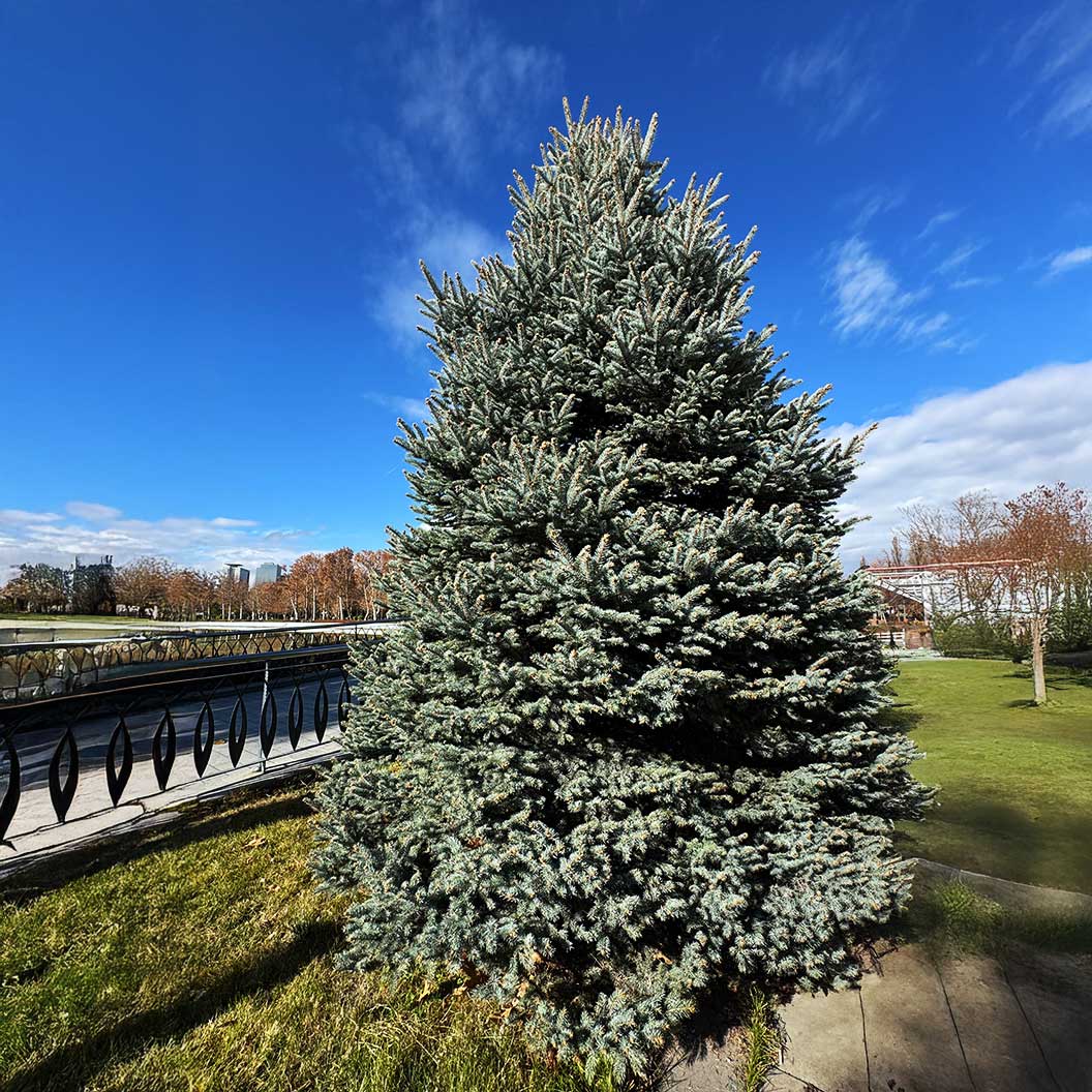 Hoops Blue Spruce Tree 1 Hoops Blue Spruce Tree