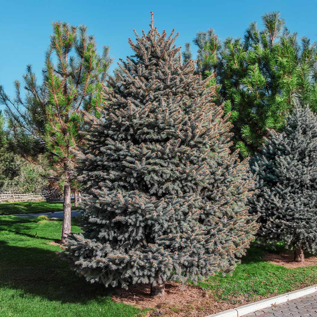 Hoops Blue Spruce Tree 3 Hoops Blue Spruce Tree
