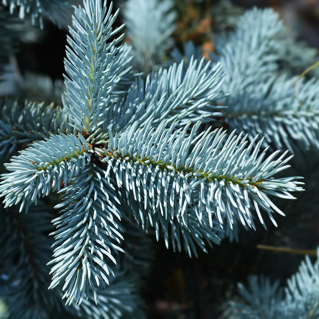 Hoops Blue Spruce Tree 4 Hoops Blue Spruce Tree