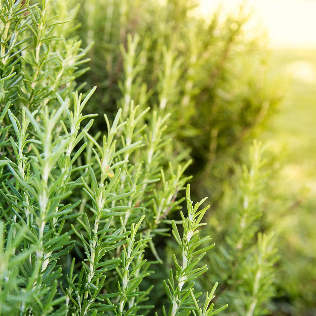 Barbeque Rosemary Plant
