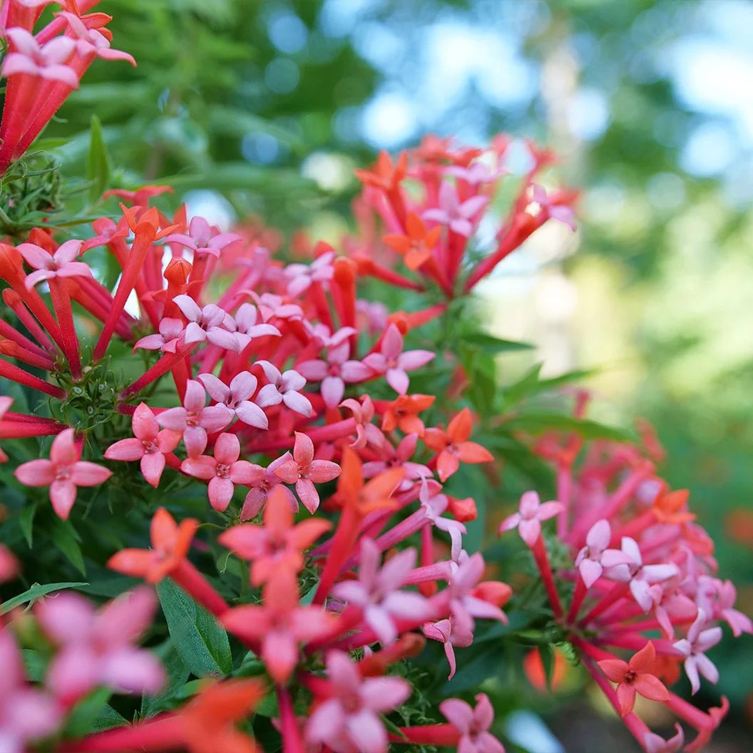 Proven Winners® Estrellita Little Star Firecracker Shrub 1 Proven Winners® Estrellita Little Star Firecracker Shrub