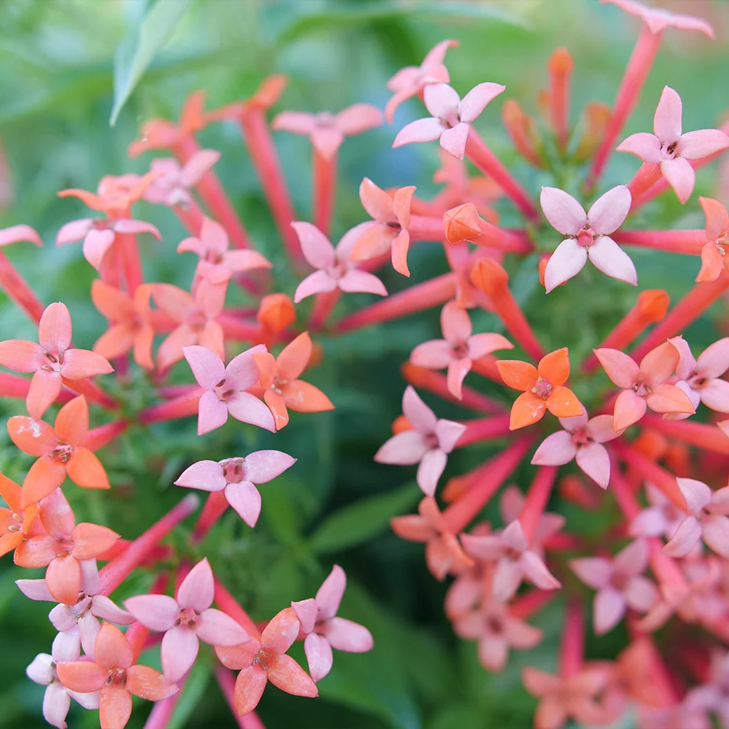 Proven Winners® Estrellita Little Star Firecracker Shrub 3 Proven Winners® Estrellita Little Star Firecracker Shrub