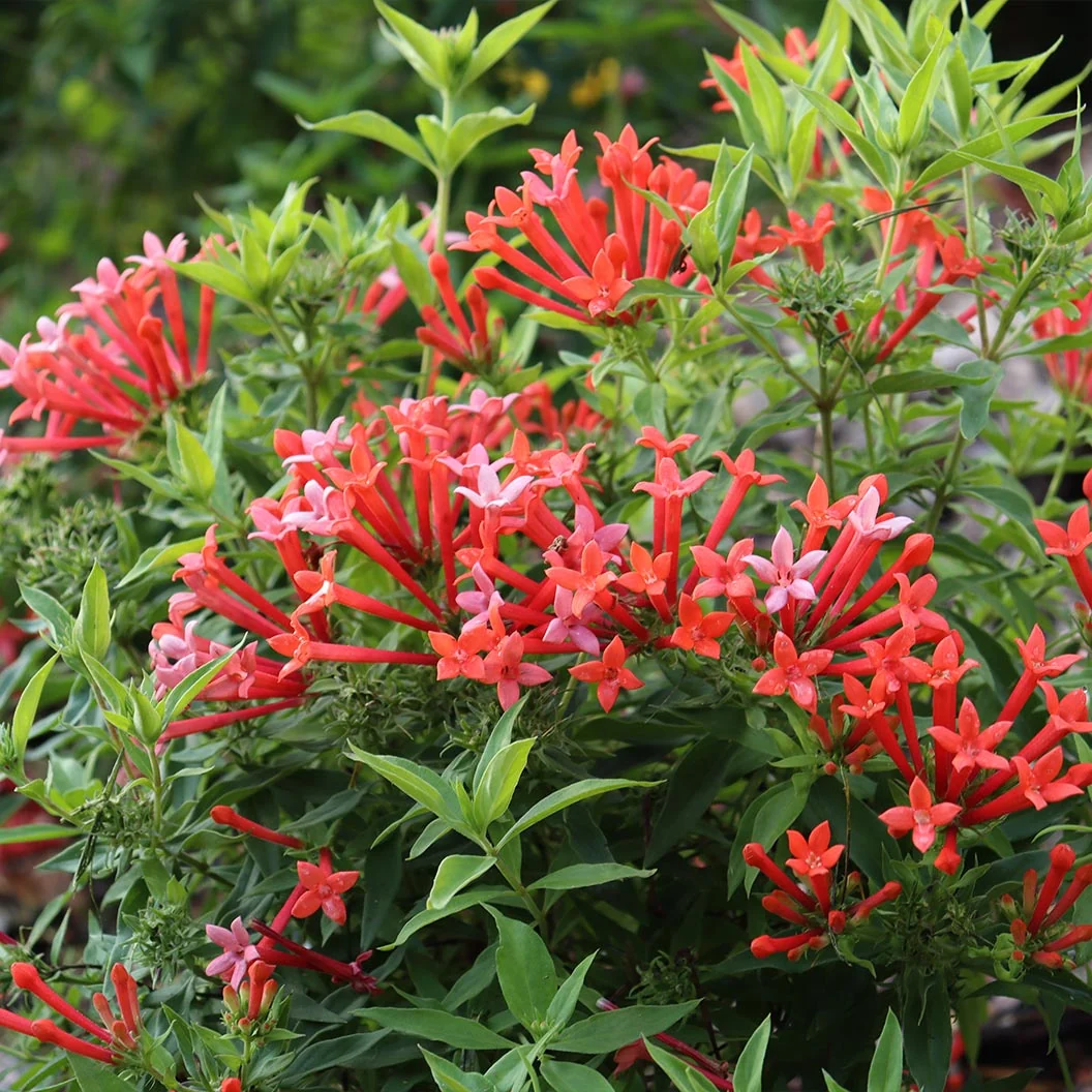 Proven Winners® Estrellita Little Star Firecracker Shrub 4 Proven Winners® Estrellita Little Star Firecracker Shrub