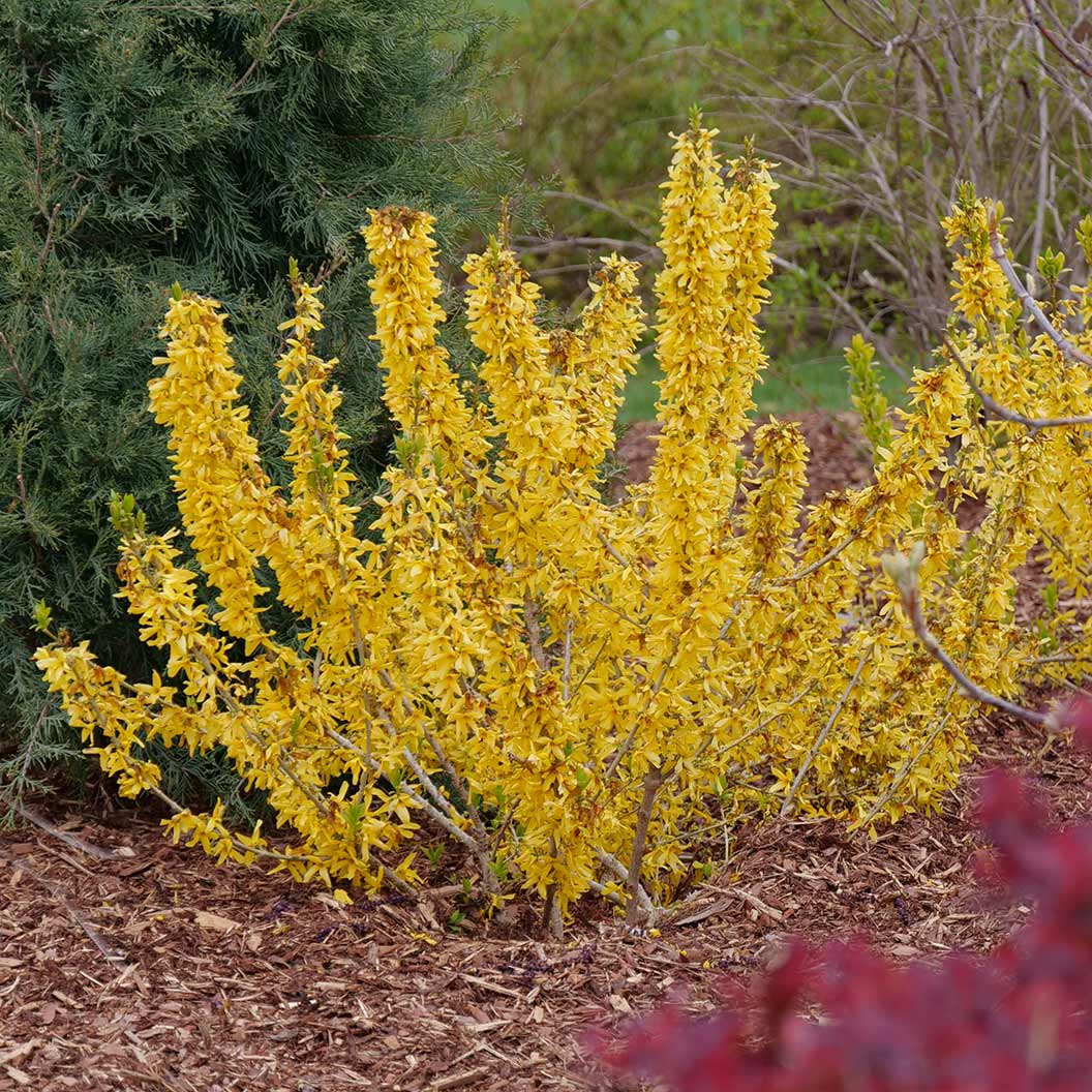 Proven Winners® Show Off Sugar Baby Forsythia Shrub 2 Proven Winners® Show Off Sugar Baby Forsythia Shrub