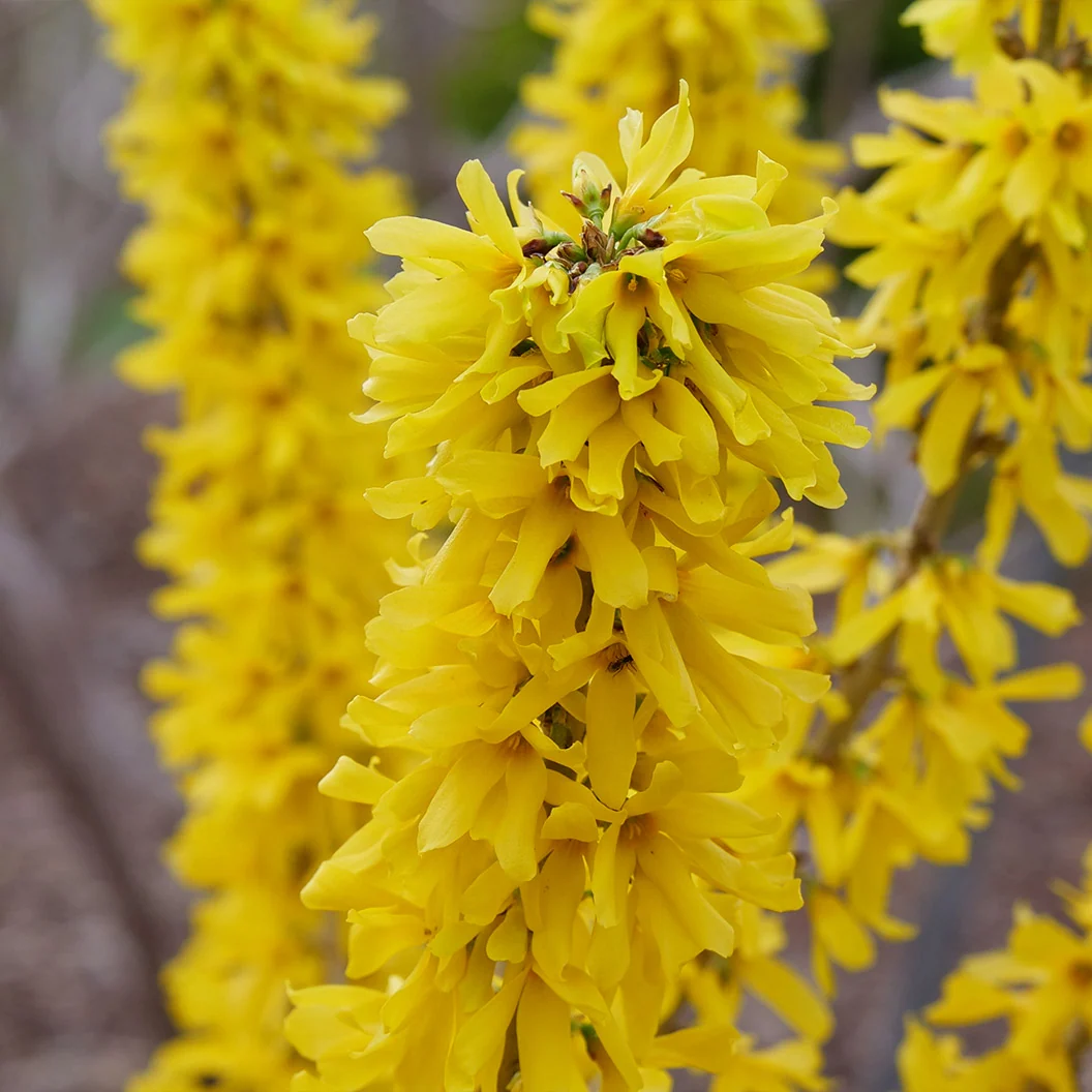 Proven Winners® Show Off Sugar Baby Forsythia Shrub 3 Proven Winners® Show Off Sugar Baby Forsythia Shrub