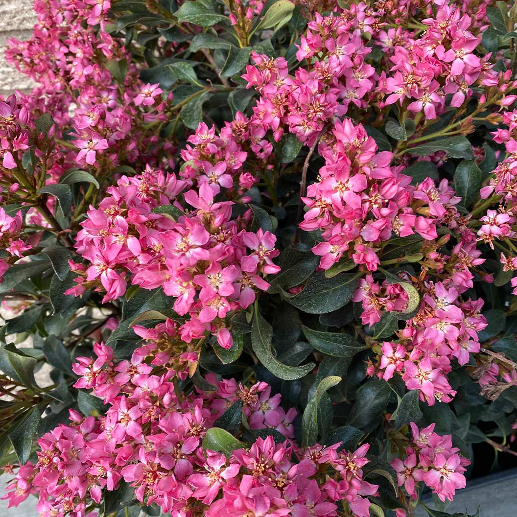 Proven Winners® La Vida Mas Indian Hawthorn Shrub 2 Proven Winners® La Vida Mas Indian Hawthorn Shrub
