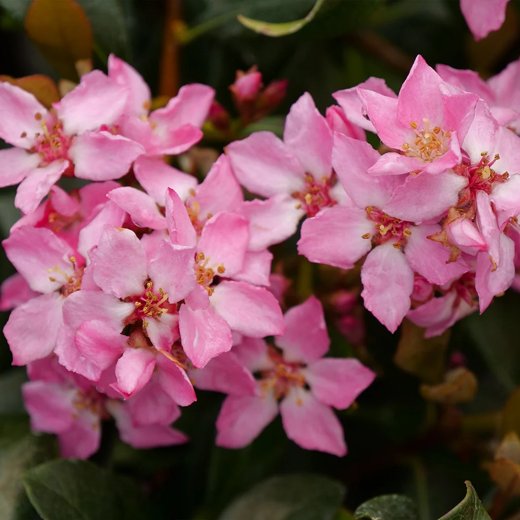 Proven Winners® La Vida Mas Indian Hawthorn Shrub 3 Proven Winners® La Vida Mas Indian Hawthorn Shrub