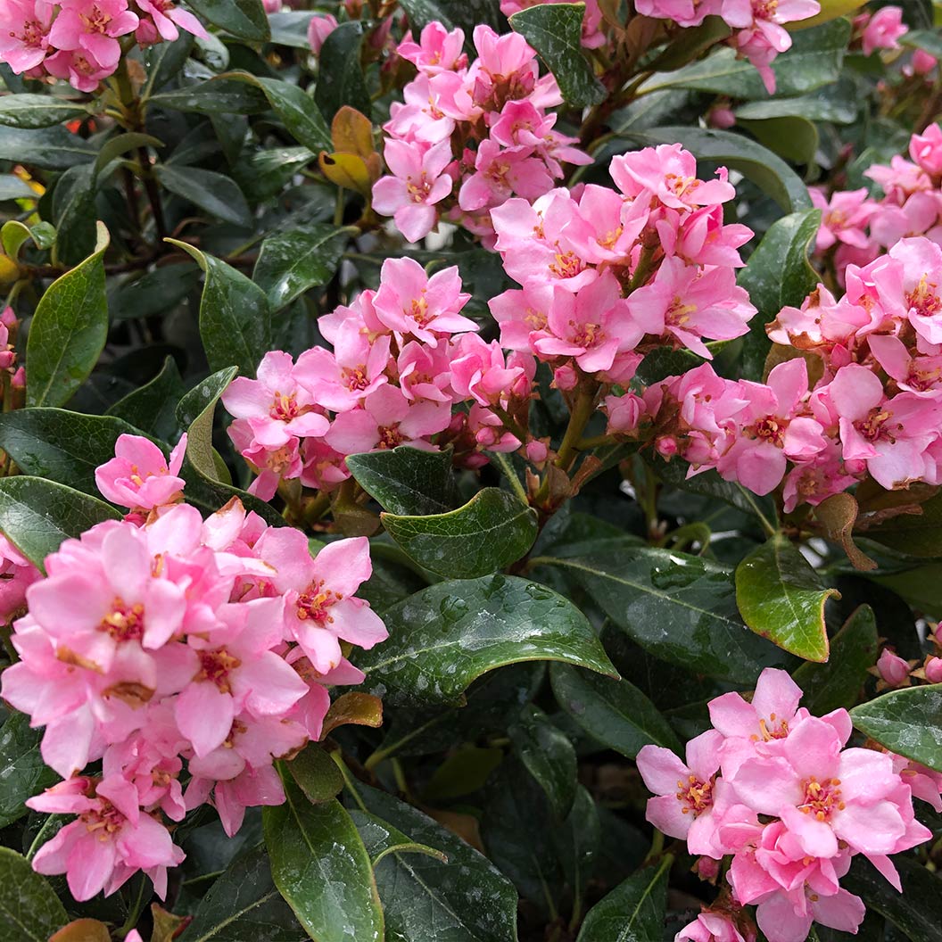 Proven Winners® La Vida Mas Indian Hawthorn Shrub 4 Proven Winners® La Vida Mas Indian Hawthorn Shrub